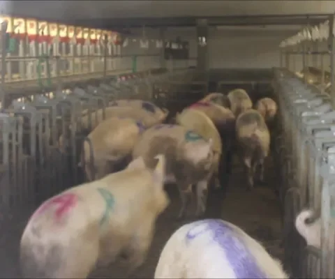 Video: varkens blij met beweging na eenzame opsluiting