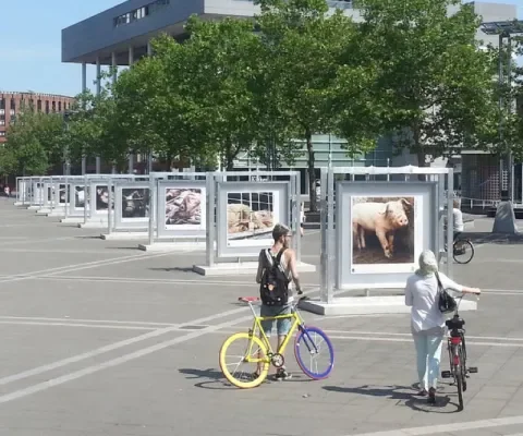 Manshoge foto’s vergeten voedseldieren in hartje Breda