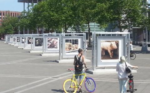 Foto-expo ‘vergeten dieren’ ontroert Maastricht
