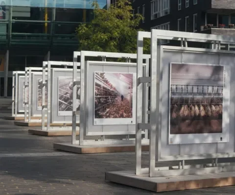 Fototentoonstelling: 'Het vergeten dier'