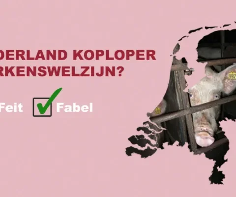 Is Nederland koploper varkenswelzijn?