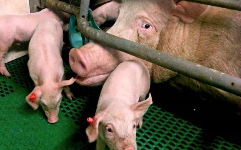 Van der Zee Vleesgrootverbruik volgende die stopt met gecastreerd varkensvlees