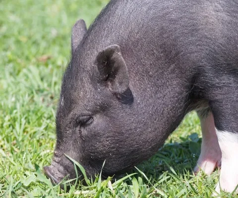 Het minivarken als huisdier