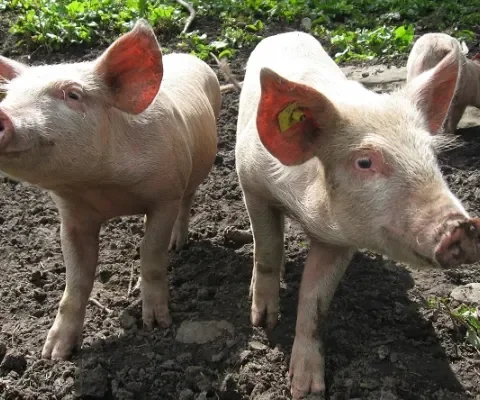 Nederlanders eten steeds minder varkensvlees