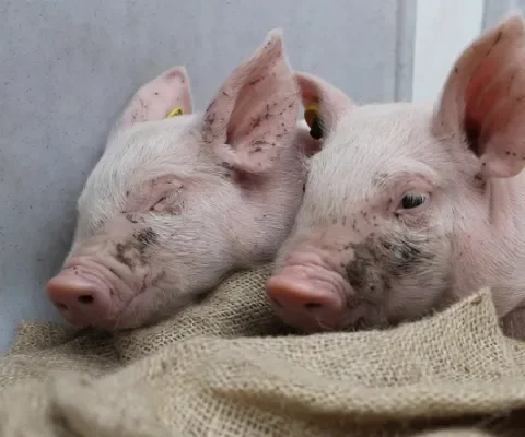 Simpele jute zak is voor varkens een cadeautje