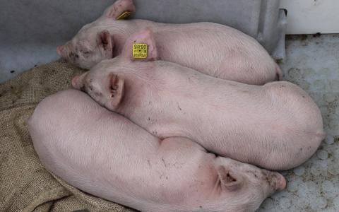 Varkenssector jaagt Sint van het erf