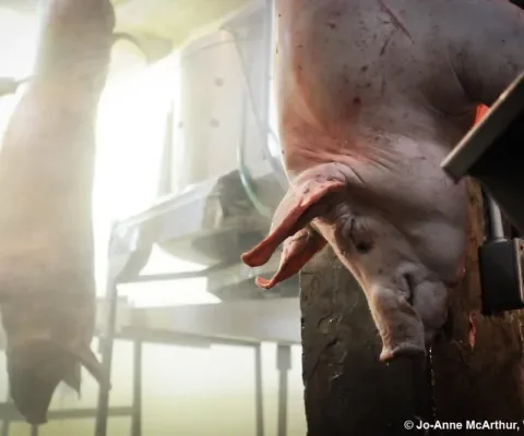 Varkens in Nood: Fraude met biovlees toont noodzaak videocontroles slachterijen