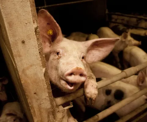 Onderzoek: varkens zijn emotioneel gecompliceerd 