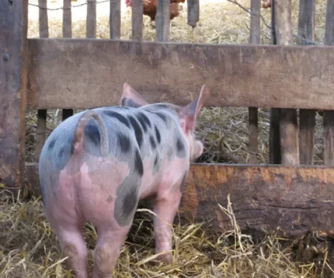 Twee succesjes voor de varkens