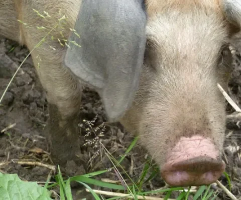 Het verborgen leven van varkens (video)