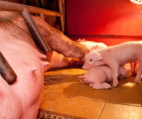 Sterftecijfers landbouwdieren worden openbaar