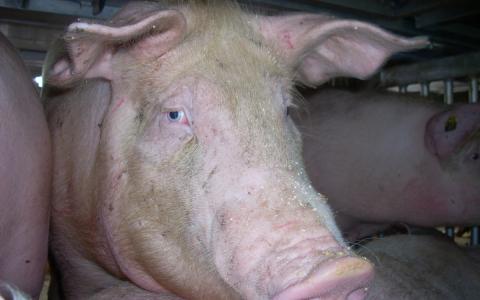 Nederland en EU, maak een vaccin voor Afrikaanse varkenspest!