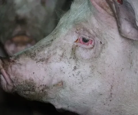 Miljoenen varkens krijgen schonere lucht