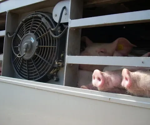 Veetransporteurs houden zich beter aan de wet