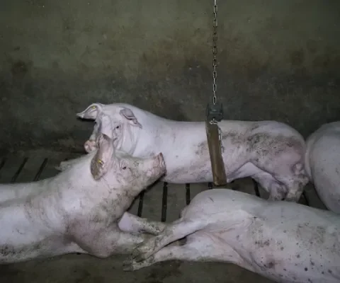 Varkenshouders onnodig onzeker over wat varkens nodig hebben