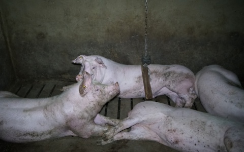 Varkenshouders onnodig onzeker over wat varkens nodig hebben