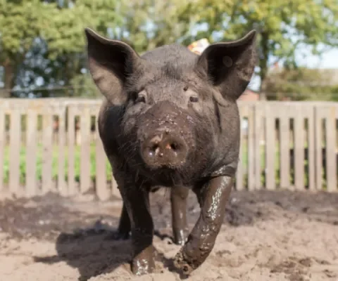 Gemiste kans: dieren tellen weer niet mee in landbouwvisie