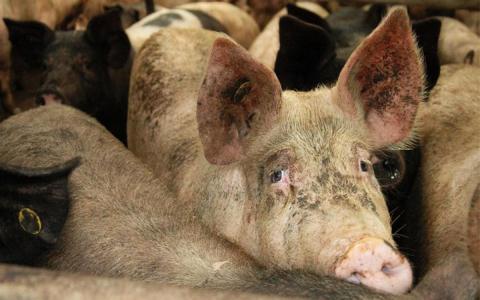 Geen zekerheid over illegale varkens, wel verbeteringen aangekondigd