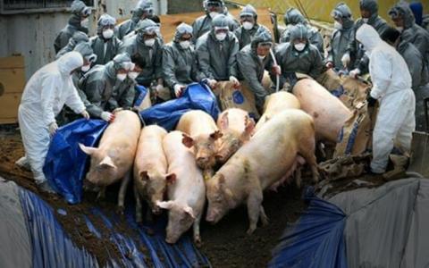 Laatste kans om te tekenen tegen de Chinese varkenshorror! 