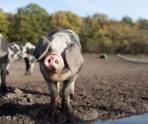 Varkens zijn zo slim dat ze zelfs gereedschap gebruiken 