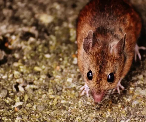 Stalbranden? Allemaal de schuld van ratten en muizen!