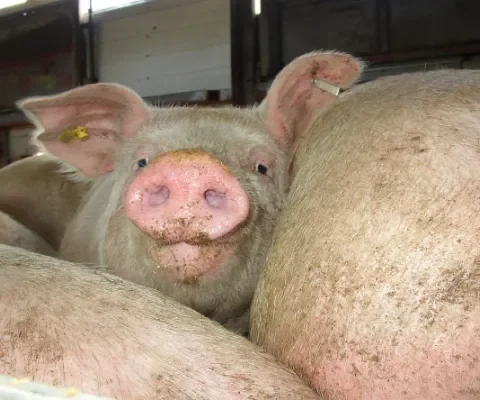 Veel te veel varkens in een vrachtwagen topje van ijsberg?