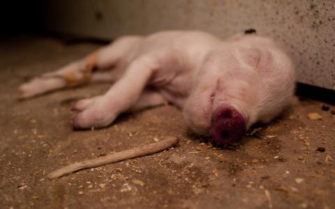 Zes miljoen varkens sterven nog voor de slacht