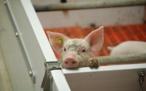 Is Nederland koploper varkenswelzijn in Europa?