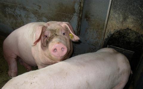 Naleving dierenwelzijnswetgeving in de vee-industrie 2012