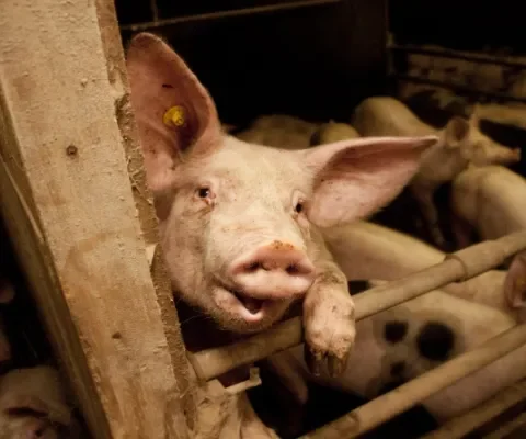 Boze boeren protesteren tegen wetenschap