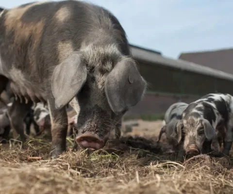 Varkens zijn gewéldige moeders