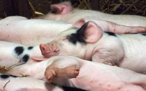 Varkensboeren willen massaal stoppen