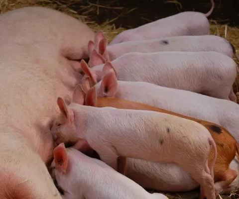 De toekomst van de varkenshouderij: potdichte megastallen of biologisch?