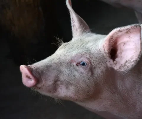 Stikstofmaatregelen van kabinet rampzalig voor varkens