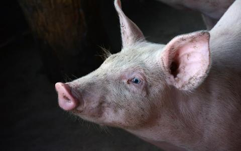Kritische Kamervragen over maatregelen tegen Afrikaanse varkenspest
