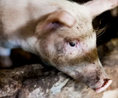 Onderzoek toont opnieuw aan: varkens zijn beter af als ze zich niet vervelen