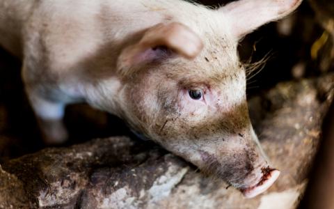 Onderzoek toont opnieuw aan: varkens zijn beter af als ze zich niet vervelen