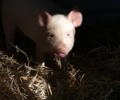 Strostalboeren de dupe van overheidsbeleid