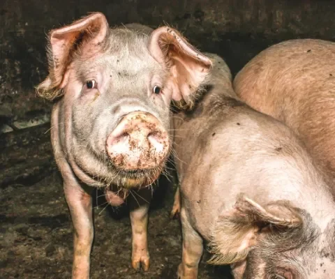 Mestkelders zorgen voor gevaarlijk slechte luchtkwaliteit