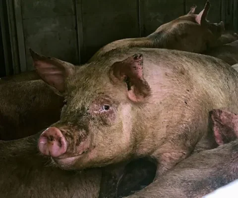 Varkens in Nood klaagt slachthuis aan voor ernstige dierenmishandeling