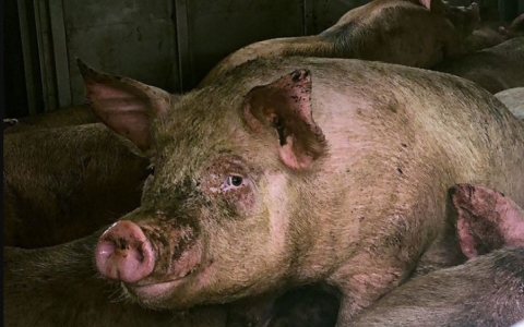 Varkens in Nood klaagt slachthuis aan voor ernstige dierenmishandeling