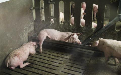 Hitte kwelgeest voor miljoenen varkens