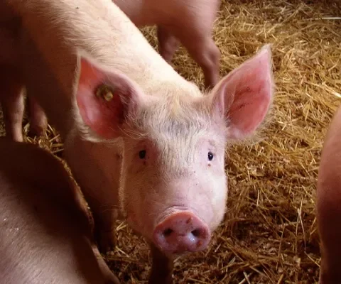 Dieren niet boven een put met uitwerpselen houden: het kan!