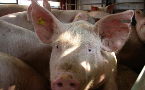 Tweede Kamer antwoordt op onze petitie tegen internationale diertransporten