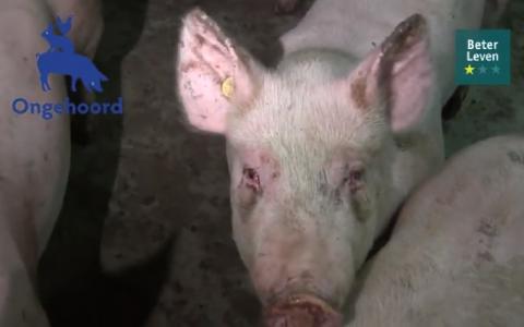 Varkens in Nood dient handhavingsverzoek in tegen Farmers Defence Force-voorzitter