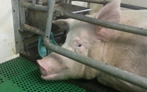 Uitspraak hoger beroep: varkenssector doet aan misleidende kindermarketing