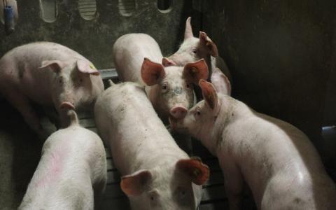 Bescherm het welzijn van varkens, óók in onzekere tijden