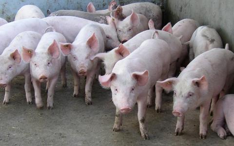 Aantal stoppende varkensboeren valt tegen
