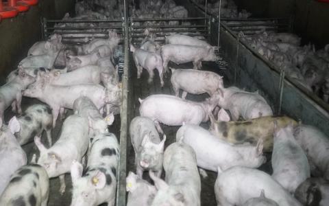 Kamervragen over goedkoop varkensvlees in de supermarkt