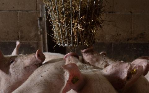 Stro geeft varkens een beter leven